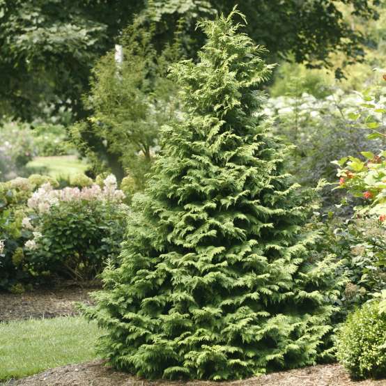 Conical Soft Serve Chamaecyparis with soft fern like branches in landscape